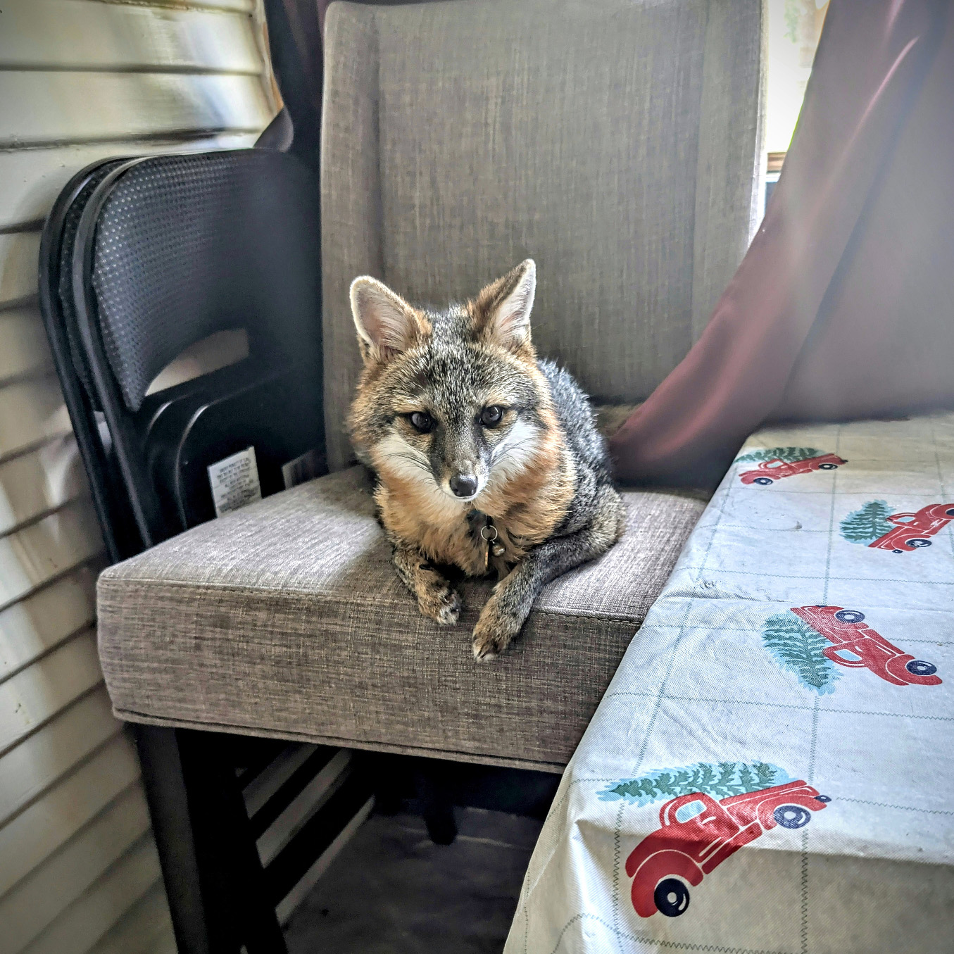 the girl herself